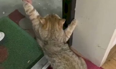 Котик не хочет идти гулять..