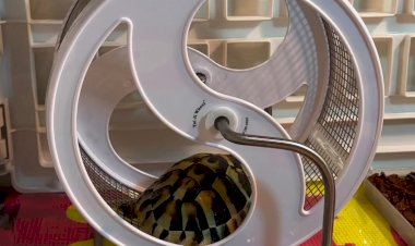 Спортсменка