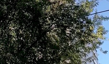 В нашу Балашихинскую гавань вдруг залетел  вяхирь!