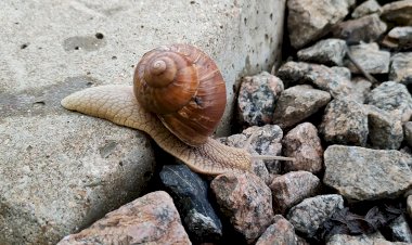 Виноградная улитка ползёт