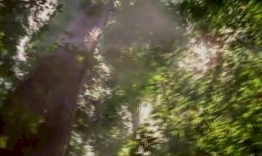 Майкл Джексон