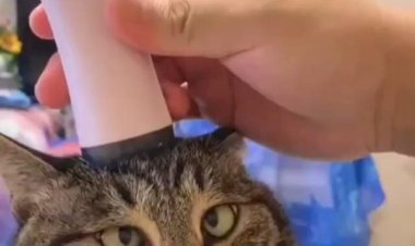 Я РЖАЛ! КОТА ПЕРЕКОСИЛО!!!АХАХ!!