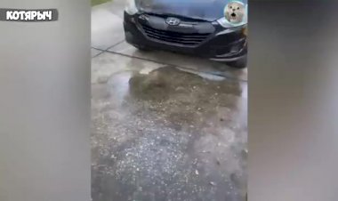 Смешные  животные