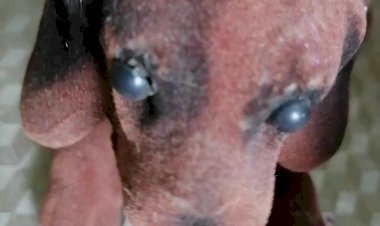 Милая собачка 90-х