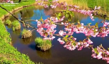 Пение птиц весной