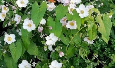 Оазис зелени во дворе у дома два!