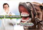 Анекдот про Ветеринара и Лошадь!