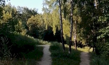 Августовская песнь леса