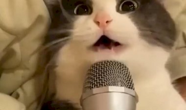 громко поющий кот!!