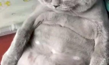 ДА НЕ ТОЛСТЫЙ Я, А ПУШИСТЫЙ