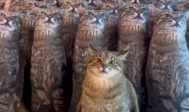 Кот Степан и его клоны