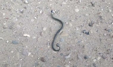 Детёныш ужа на лесной дороге