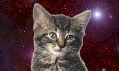 Space Cats — Magic Fly