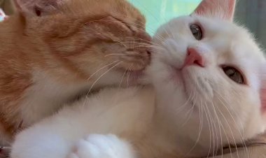 Любовь ля мур- мур- мур