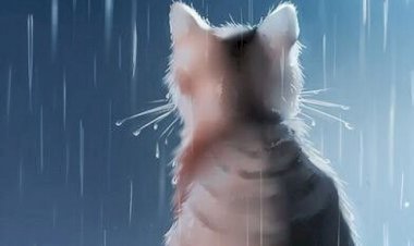 История одной кошки.