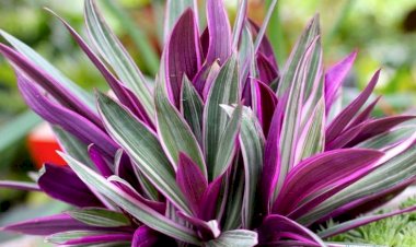 Рео, растение - праздник..