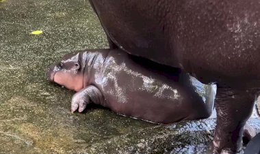 Чудо природы, Детёныш Бегемота