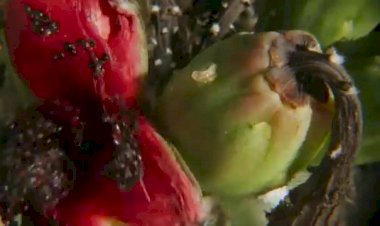 "Самые необычные растения в мире"