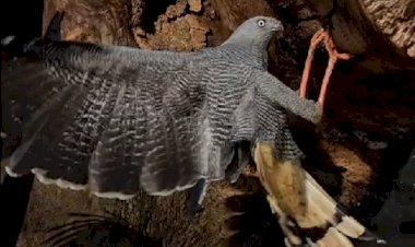 Почему ястреб — журавлиный?