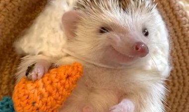 Эти забавные животные -карликовые ежи