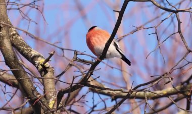 "Оседлые птицы"