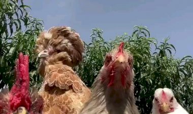 Клёвые цыпочки отжигают на вечеринке в клубе