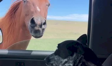 РЖАКА! Собака испугалась лошади!