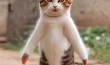 Кот танцует