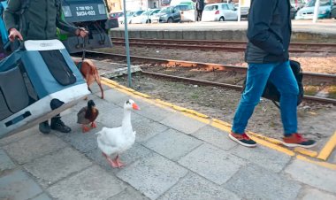 Необычные пассажиры на станции, Гусь, утка и собака