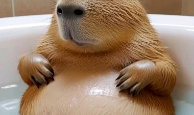 Капибара гладит своё пузико