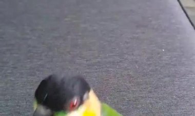 Королева прыжков