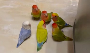 Очень важное собрание очень важных птичек