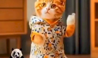 Кошечка танцует и веселится