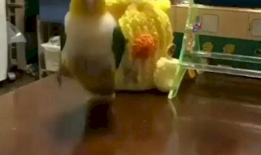 Забавная танцующая птичка