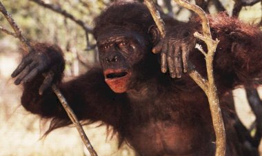 Двуногая фауна с разумом ещё не человек Разумный