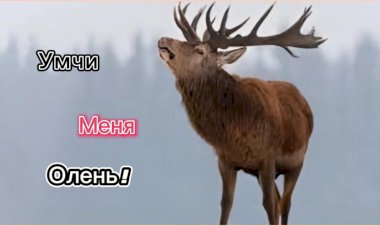 Умчи меня Олень!!!