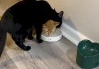 Коты инженеры