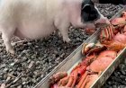 Свиньи едят деликатесных крабов