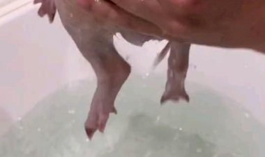 Мини пиг купается в ванной!