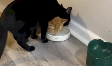 Коты инженеры