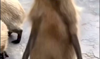 Капибара танцует