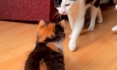 Кошка играется с котятами