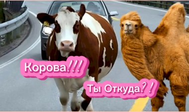 Корова!!! Ты откуда???