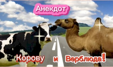 Анекдот про Корову и Верблюда!!!