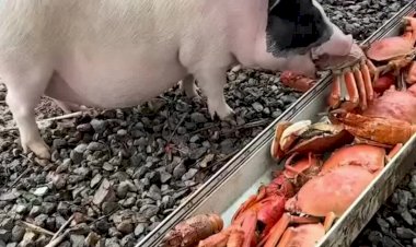 Свиньи едят деликатесных крабов