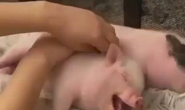 Поросята любят когда им делают массаж