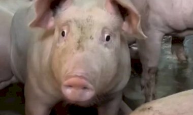 Забавный поросёнок понял смысл жизни..