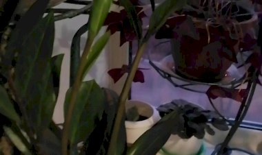 Путешествие в мою страну комнатных растений