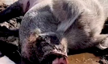 беззаботный свинюшик