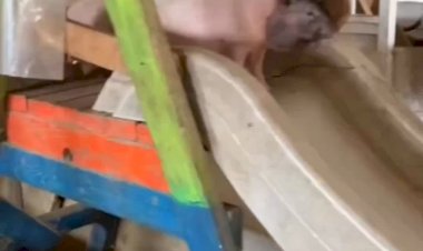 Чудесные поросятки катаются с горочки